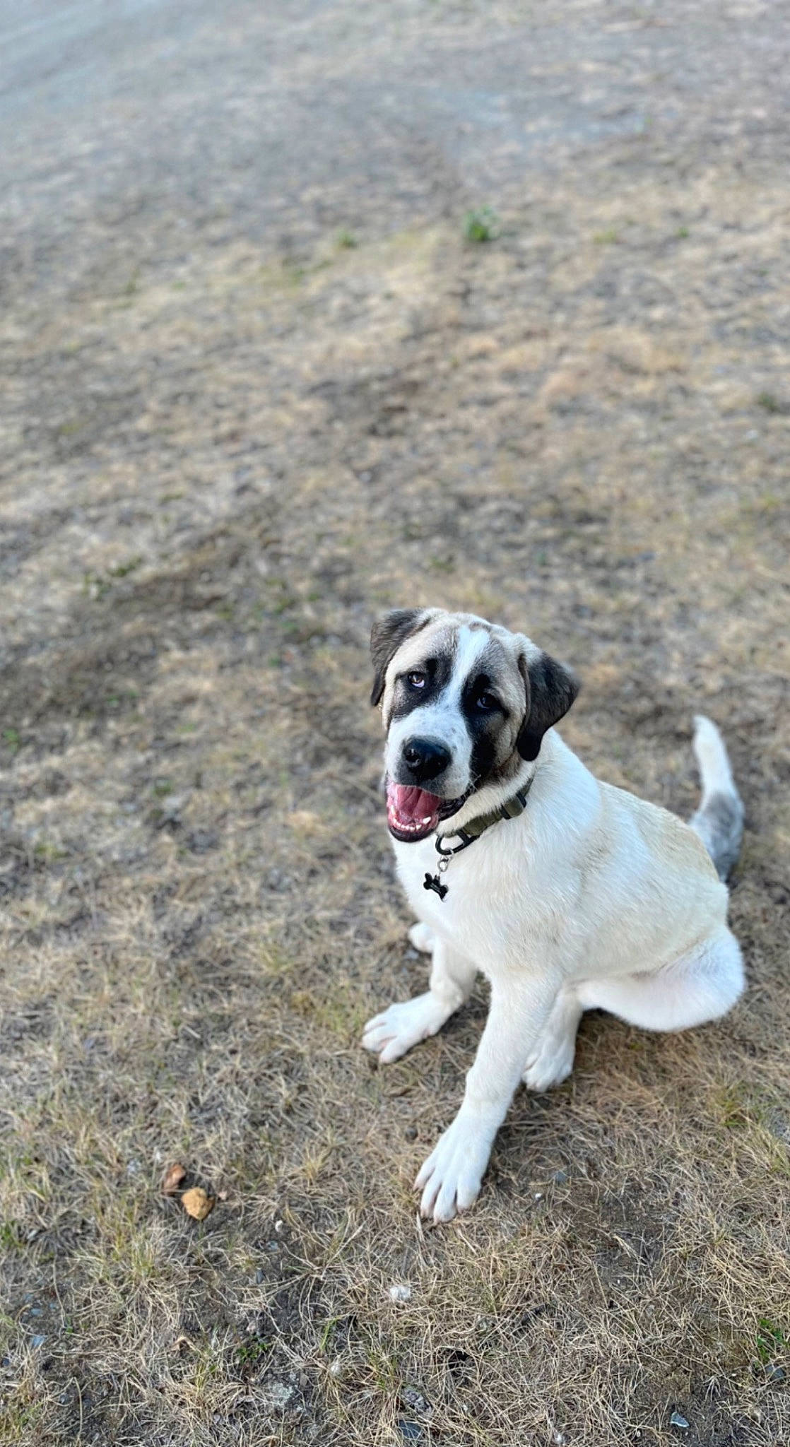 Diablo joined the competition — help win amazing prizes! adventure, canidae, carnivore, collar, companion_dog, dog, dog_breed, dog_collar, dog_supply, hunting_dog, kong, leash, non_sporting_group, snout, soil, sporting_group, tail, terrestrial_animal, working_dog