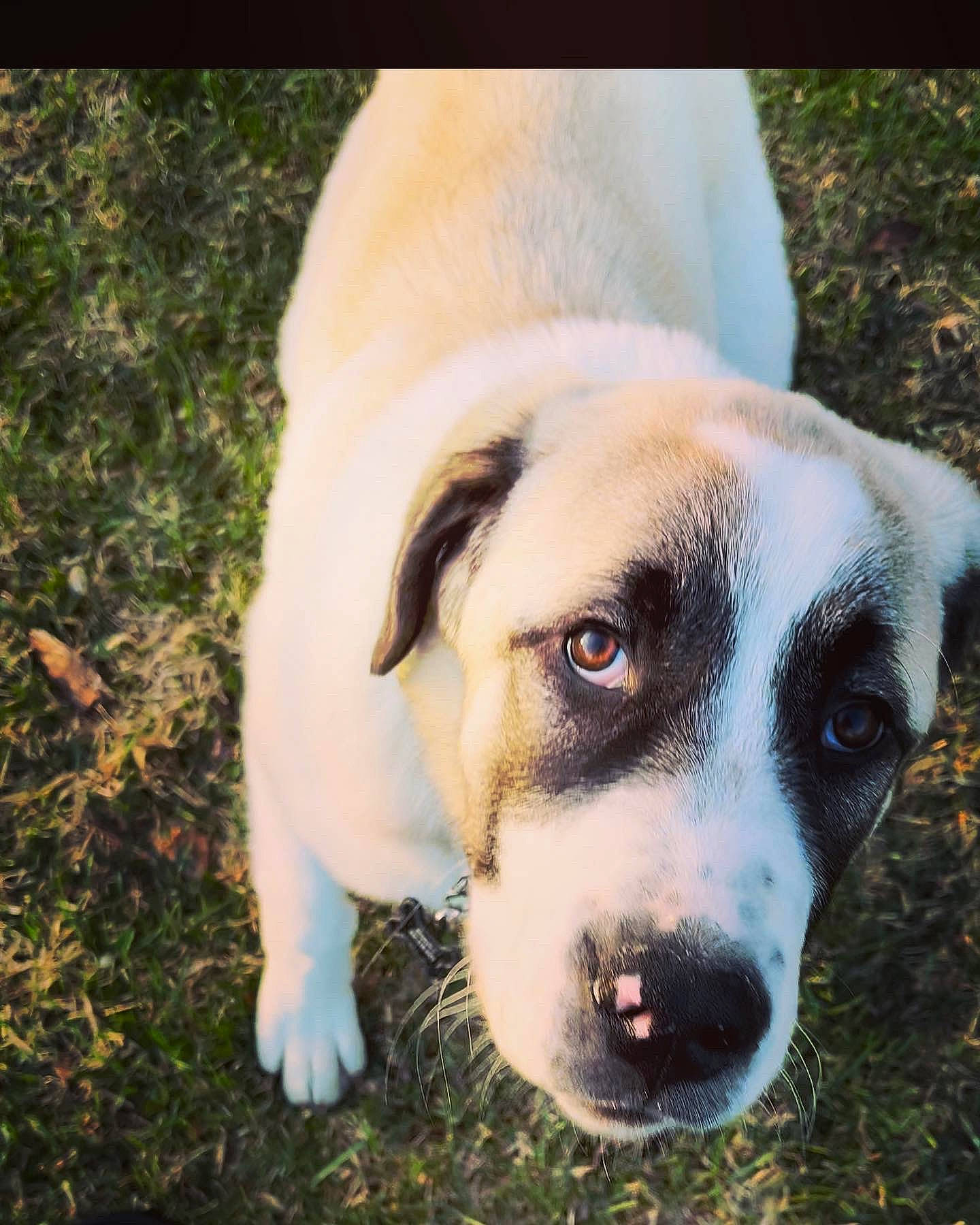 Diablo joined the competition — help win amazing prizes! canidae, carnivore, companion_dog, dog, dog_breed, eye, fawn, grass, non_sporting_group, plant, puppy, snout, sporting_group, tree, whiskers, window, working_animal, working_dog