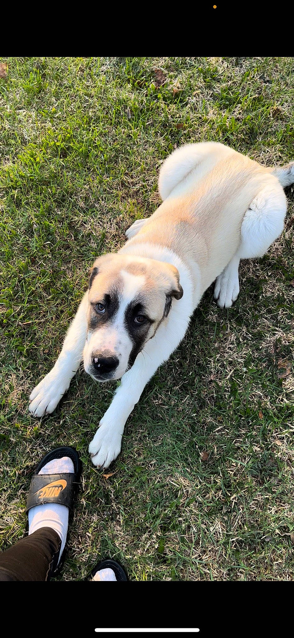 Diablo is registered to the contest to win money with this photo: canidae, carnivore, companion_dog, dog, dog_breed, fawn, foot, fur, grass, non_sporting_group, paw, plant, snout, sporting_group, tail, terrestrial_animal, whiskers, working_animal