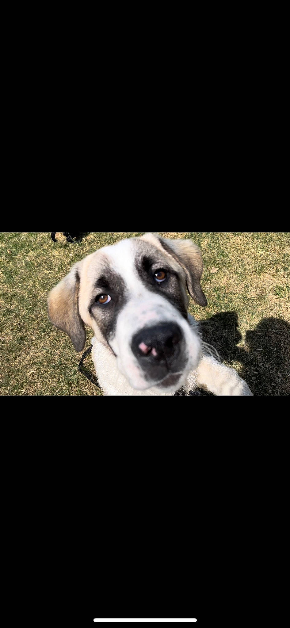 Diablo is registered to the contest to win money with this photo: canidae, carnivore, companion_dog, darkness, dog, dog_breed, flash_photography, font, fur, grass, metal, monochrome_photography, night, non_sporting_group, photo_caption, plant, snout, sporting_group, whiskers, working_animal