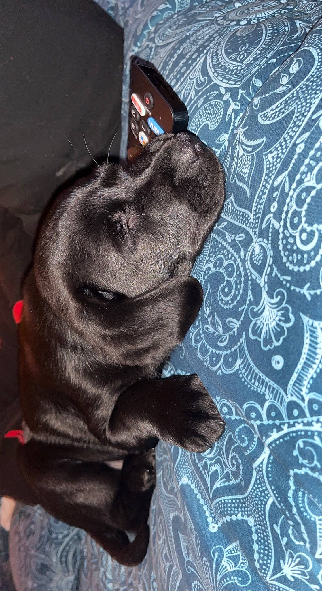 Amor joined the competition — help win amazing prizes! art, carnivore, comfort, companion_dog, dog, dog_breed, dog_collar, ear, fawn, gesture, grey, jaw, liver, musical_instrument, snout, sporting_group, tail, terrestrial_animal, whiskers, working_animal