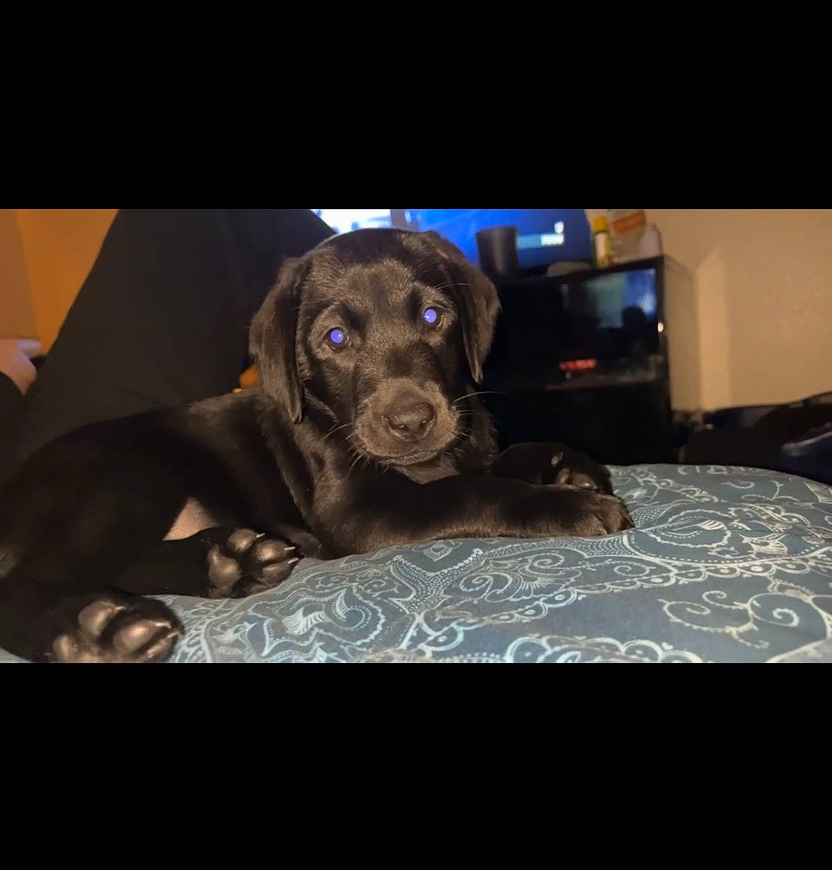 Amor joined the competition — help win amazing prizes! borador, canidae, carnivore, comfort, companion_dog, dog, dog_breed, dog_collar, fur, guard_dog, gun_dog, linens, liver, metal, rectangle, sporting_group, television, whiskers, wood, working_animal