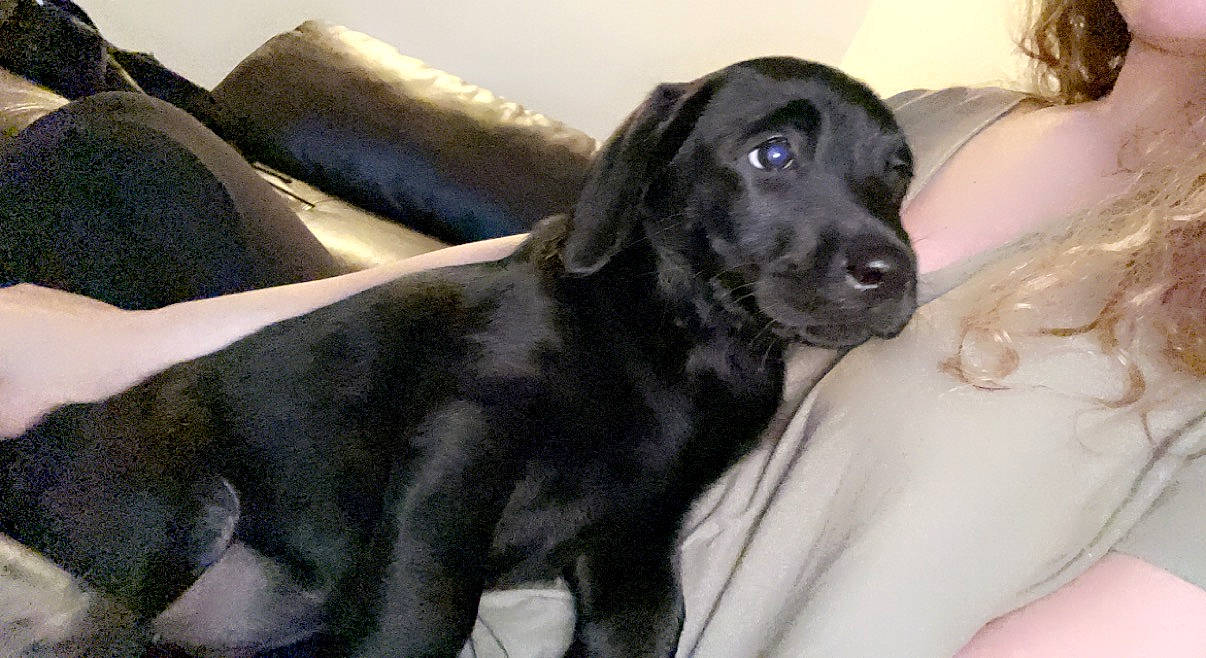 Amor joined the competition — help win amazing prizes! borador, canidae, carnivore, comfort, companion_dog, dog, dog_breed, ear, fawn, fur, gun_dog, hunting_dog, liver, puppy, snout, sporting_group, terrestrial_animal, whiskers, working_animal