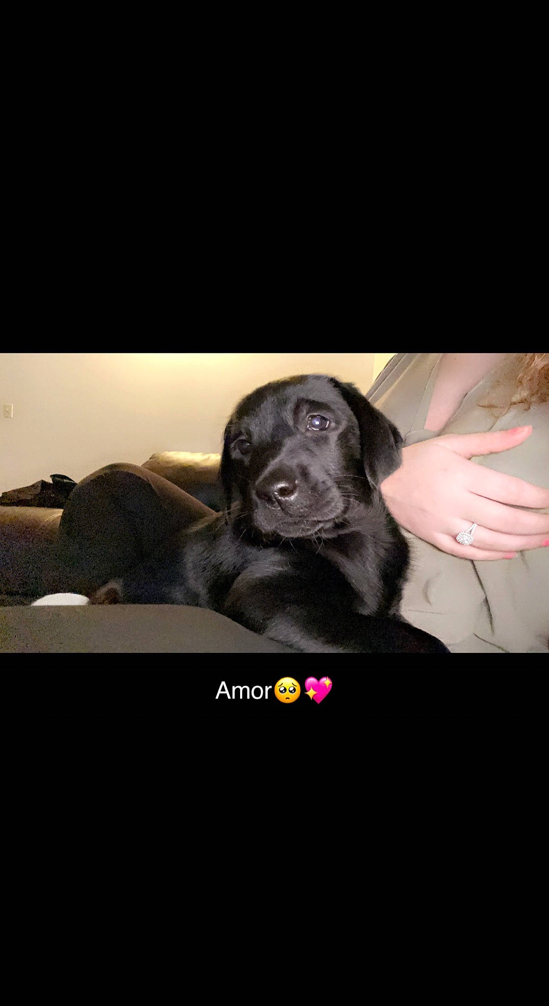 Amor is registered to the contest to win money with this photo: canidae, carnivore, chair, comfort, companion_dog, darkness, dog, dog_breed, flash_photography, font, fur, luxury_vehicle, monochrome_photography, photo_caption, room, sitting, snout, sporting_group, tree, whiskers