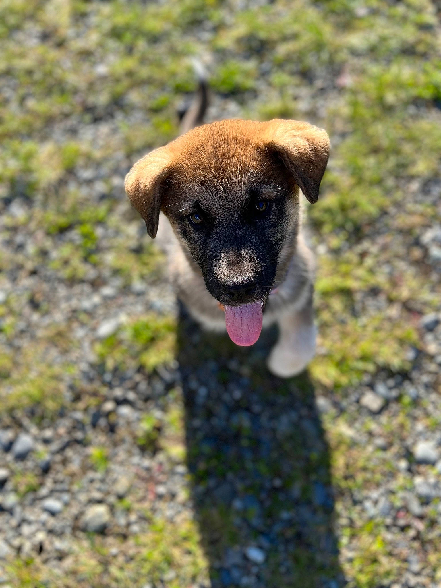 Bella is registered to the contest to win money with this photo: canidae, carnivore, companion_dog, dog, dog_breed, eye, fawn, fur, grass, snout, soil, sporting_group, street_dog, terrestrial_animal, whiskers, wildlife, working_animal, working_dog