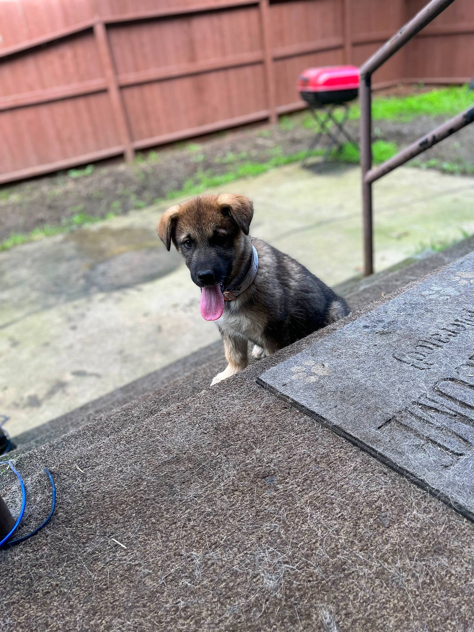 Bella joined the competition — help win amazing prizes! asphalt, carnivore, collar, companion_dog, concrete, dog, dog_breed, fawn, fence, flooring, grass, leash, pet_supply, pug, road_surface, sidewalk, snout, sporting_group, toy_dog, working_animal