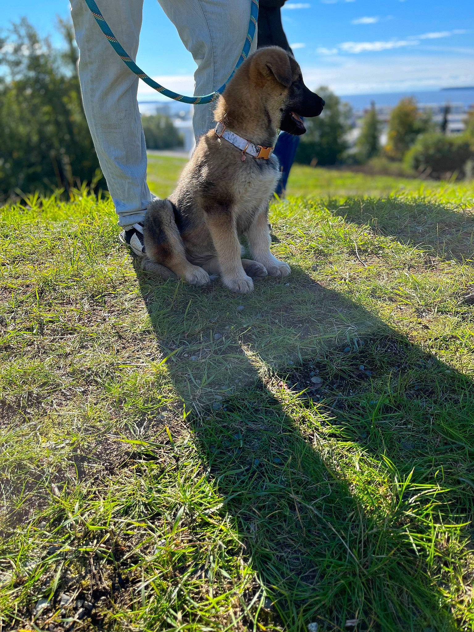 Bella joined the competition — help win amazing prizes! carnivore, cloud, collar, companion_dog, dog, dog_breed, dog_hiking, fashion_accessory, fawn, grass, grass_family, grassland, lawn, leash, people_in_nature, pet_supply, plant, sky, tail, tree