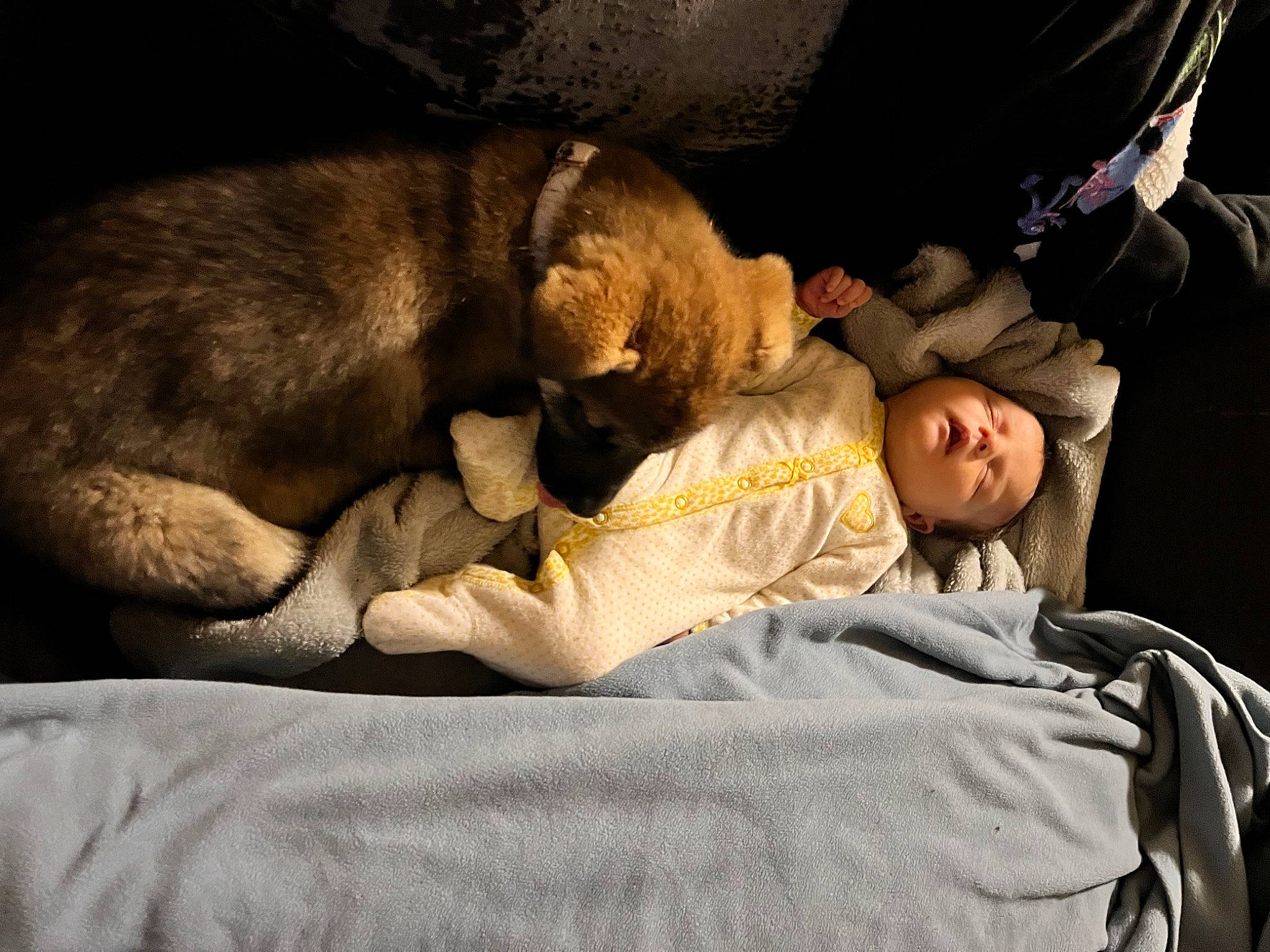 Bella is registered to the contest to win money with this photo: bedtime, canidae, car_seat, carnivore, child, comfort, companion_dog, dog, dog_breed, fawn, felidae, fur, linens, nap, sitting, sleep, small_to_medium_sized_cats, sporting_group, tail, toddler