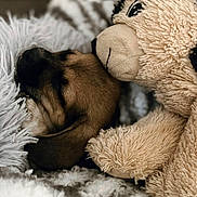 Obe joined the competition — help win amazing prizes! animal, blanket, brown_puppy, close_up, comfort, cozy, cute, dog, furry, indoors, nap_time, pet, plush_toy, puppy, resting, sleeping, snuggling, soft_texture, stuffed_animal, warm_lighting