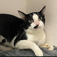 Gyro joined the competition — help win amazing prizes! cat, black_and_white, pet, indoor, feline, whiskers, green_eyes, relaxed, lying_down, soft_surface, curious, portrait, animal, domestic, short_hair, paw, ears, nose, fur, closeup