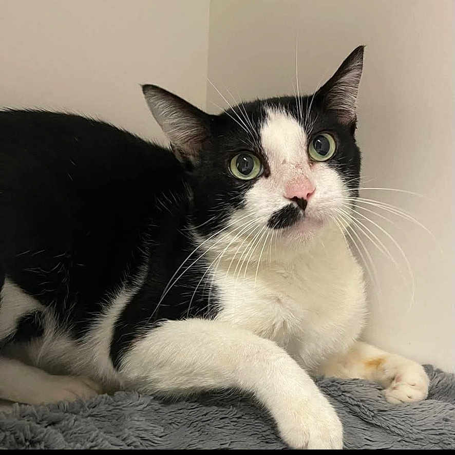 Gyro joined the competition — help win amazing prizes! cat, black_and_white, pet, indoor, feline, whiskers, green_eyes, relaxed, lying_down, soft_surface, curious, portrait, animal, domestic, short_hair, paw, ears, nose, fur, closeup