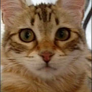 Tigresse a rejoint le concours — aidez-le/la à gagner de superbes lots ! cat, feline, close_up, portrait, whiskers, ears, big_eyes, tabby, fur, pet, domestic_animal, face, nose, fluffy, indoor, curious, looking_at_camera, brown_fur, muzzle, whisker_spots