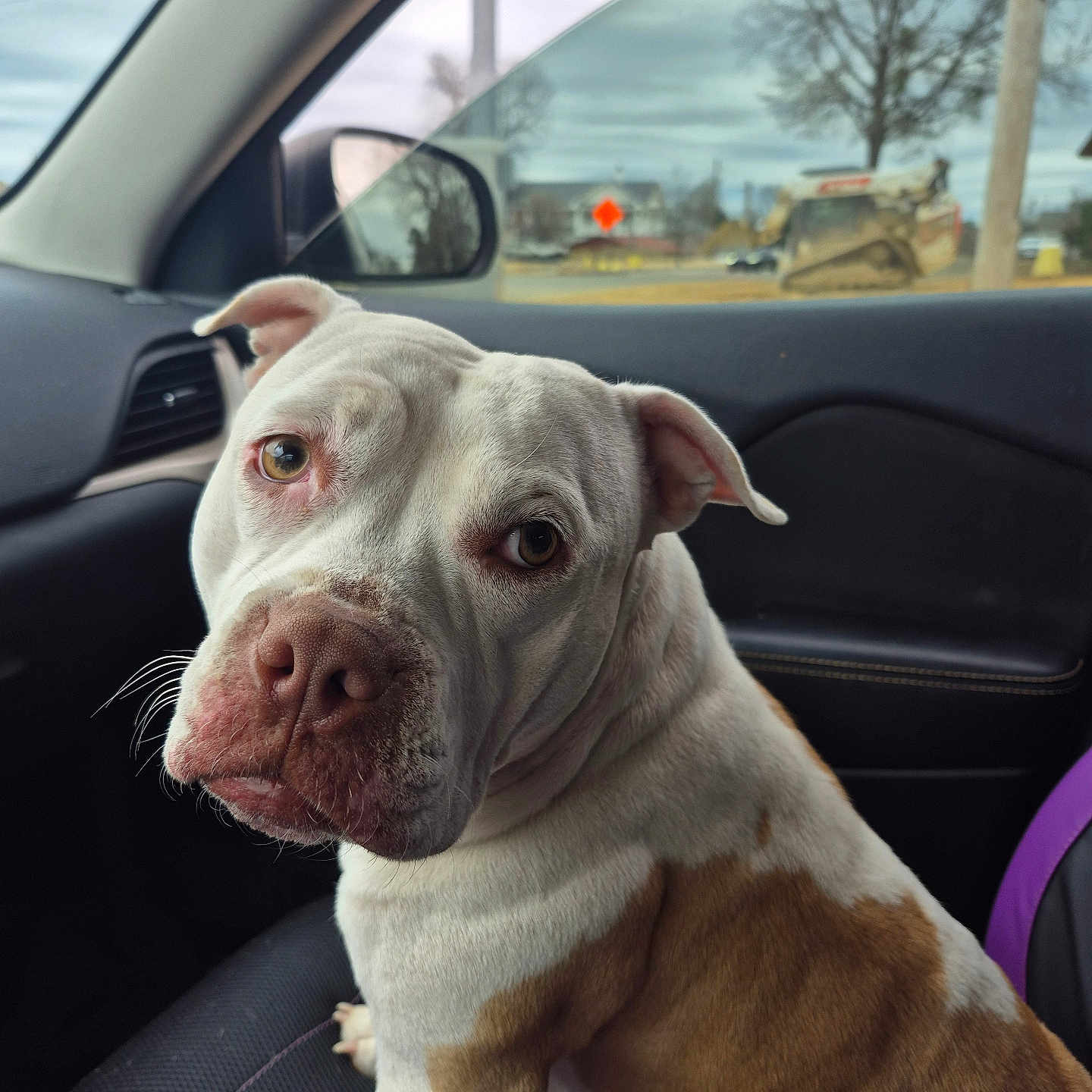 Lucky joined the competition — help win amazing prizes! alloywheel, animal, boxer, bulldog, canine, car, car_exterior, carmirror, carwheel, dog, machine, person, pet, pitbull, pointer, spoke, tire, transportation, vehicle, wheel