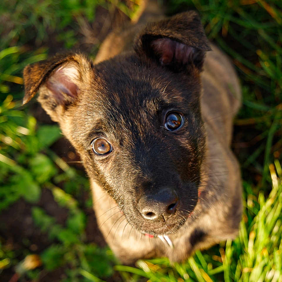 Aton participe au concours pour gagner de l'argent avec cette photo : adorable, animal, brown, canine, closeup, cute, daylight, dog, ears, eyes, fur, grass, looking_up, nature, outdoor, pet, portrait, puppy, sunlight, young