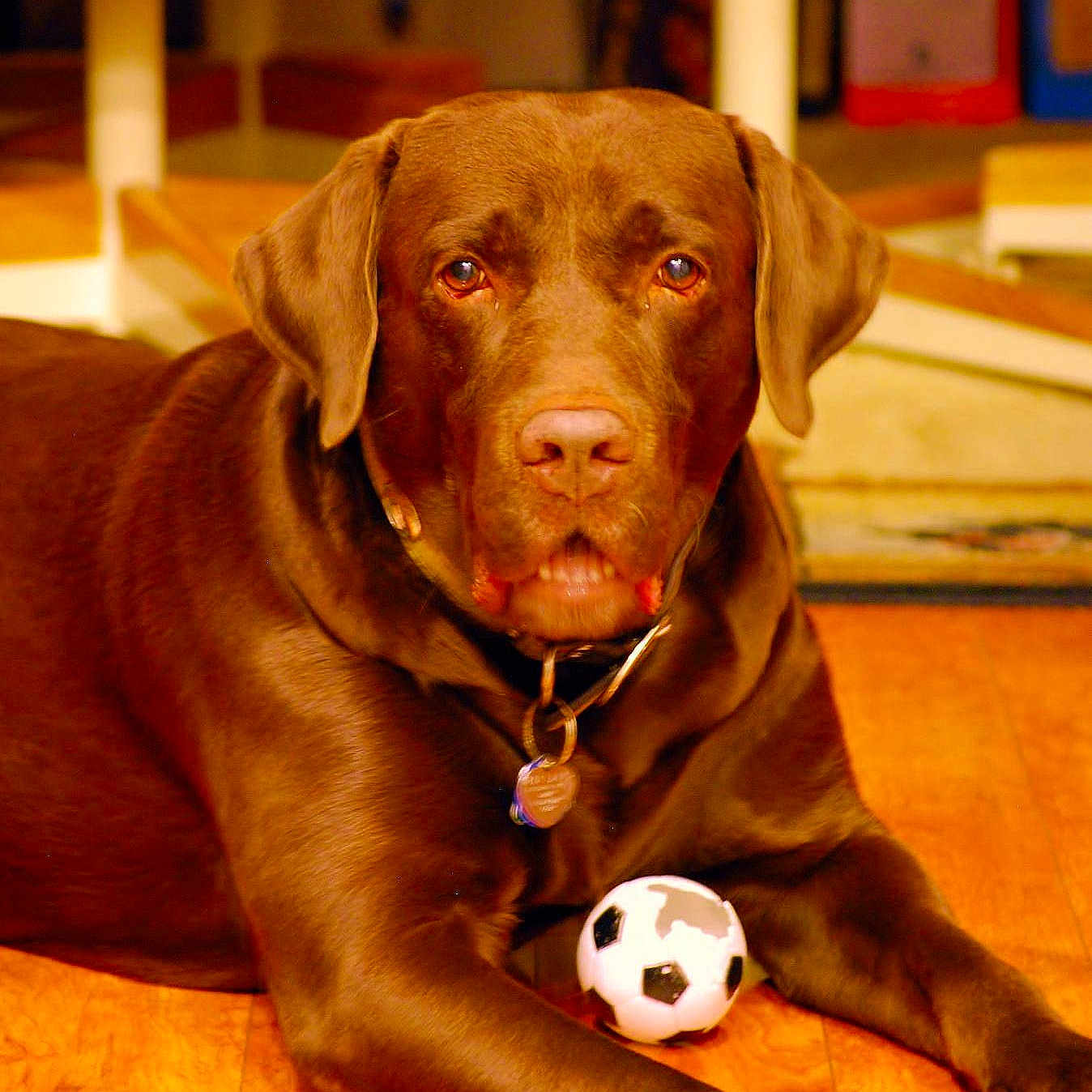 Cody joined the competition — help win amazing prizes!