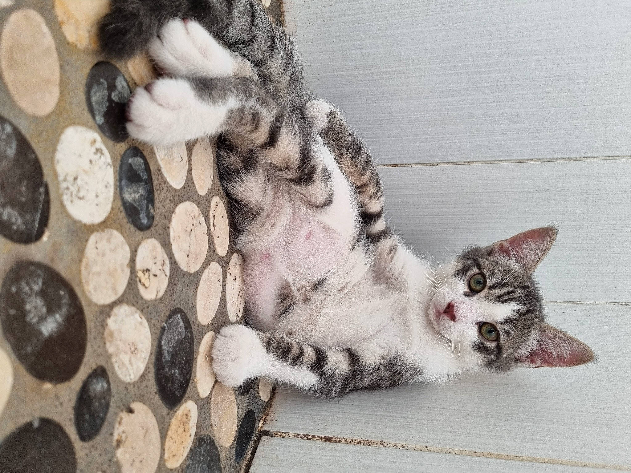 Yoshi participe au concours pour gagner de l'argent avec cette photo : carnivore, cat, circle, claw, domestic_short_haired_cat, felidae, fur, pattern, paw, small_to_medium_sized_cats, snout, tail, whiskers, wood