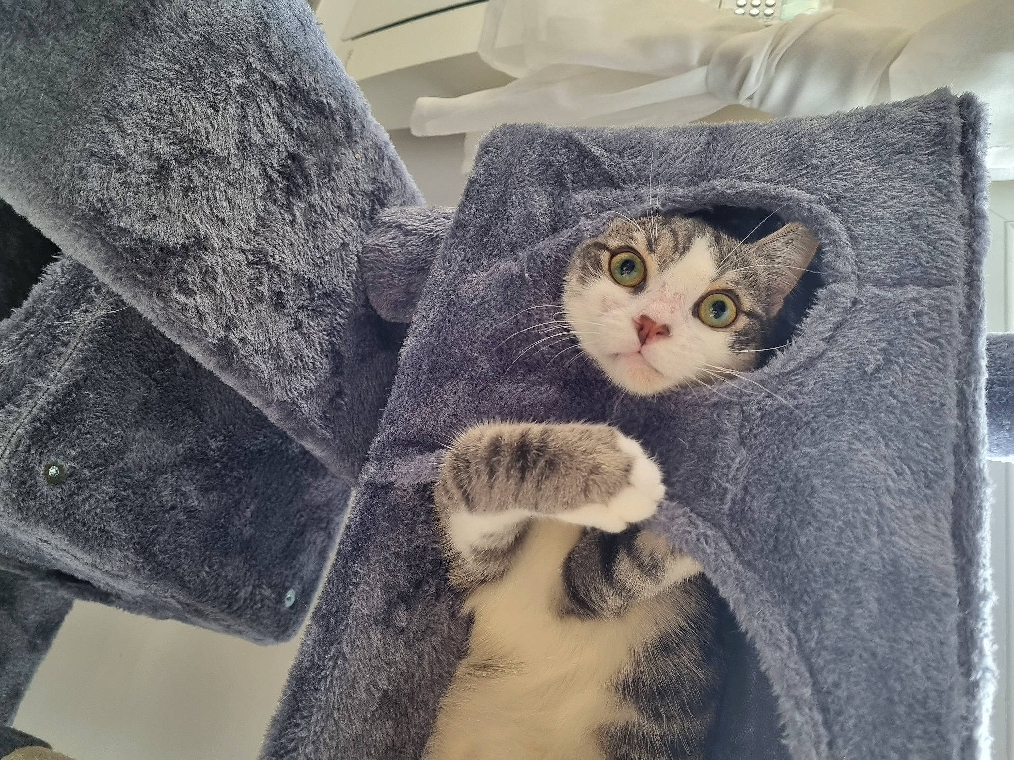 Yoshi participe au concours pour gagner de l'argent avec cette photo : carnivore, cat, comfort, couch, domestic_short_haired_cat, eye, fashion_accessory, felidae, fur, grey, hand, head, leg, linens, sleeve, small_to_medium_sized_cats, tail, tree, whiskers, wool
