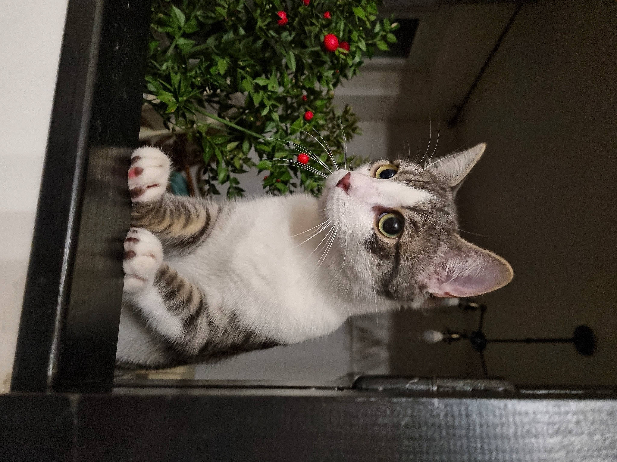 Yoshi participe au concours pour gagner de l'argent avec cette photo : carnivore, cat, claw, collar, domestic_short_haired_cat, fang, felidae, flower, fur, paw, plant, small_to_medium_sized_cats, tail, whiskers, window