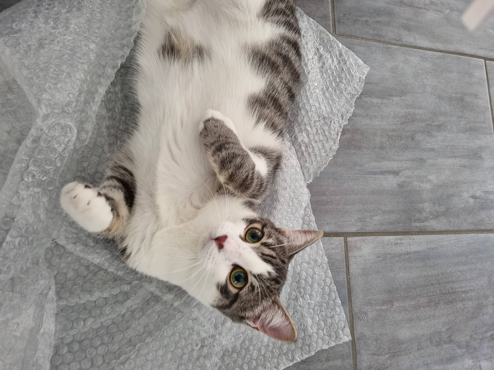 Yoshi a rejoint le concours — aidez-le/la à gagner de superbes lots ! canidae, carnivore, cat, claw, comfort, domestic_short_haired_cat, felidae, flooring, fur, grey, hardwood, nap, paw, small_to_medium_sized_cats, snout, tail, whiskers, wood