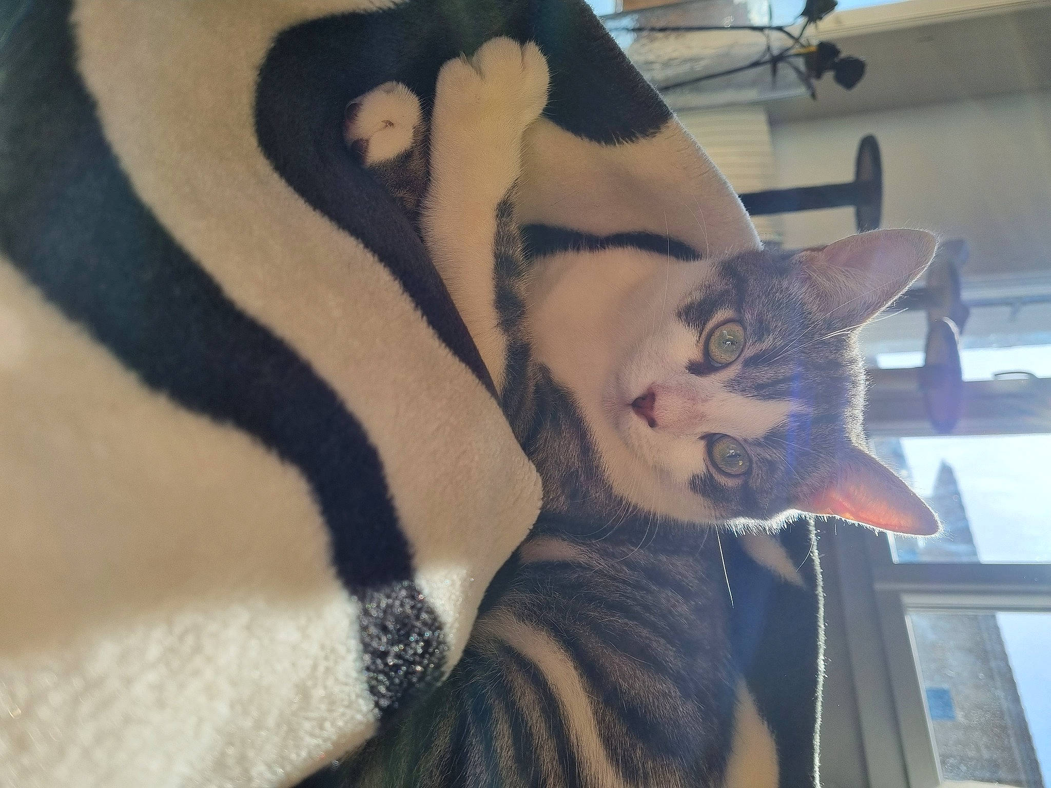 Yoshi a rejoint le concours — aidez-le/la à gagner de superbes lots ! canidae, carnivore, cat, cat_bed, comfort, couch, domestic_short_haired_cat, eye, fawn, felidae, fur, head, linens, nap, paw, small_to_medium_sized_cats, snout, tail, tree, whiskers