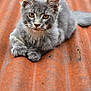 Baguerra participe au concours pour gagner de l'argent avec cette photo : cat, kitten, gray_cat, animal, pet, feline, relaxing, orange_background, metal_surface, corrugated_metal, closeup, portrait, young_animal, whiskers, fur, cute, outdoor, yellow_eyes, paw, ears