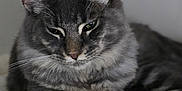 Baguerra a rejoint le concours — aidez-le/la à gagner de superbes lots ! cat, grey_tabby, feline, pet, animal, resting, relaxed, soft_fur, cat_tree, indoor, closeup, portrait, whiskers, ears, paws, sleepy, cute, domestic_cat, fluffy, calm