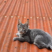 Baguerra a rejoint le concours — aidez-le/la à gagner de superbes lots ! cat, gray_cat, animal, pet, feline, roof, corrugated_metal, rusty, outdoor, nature, greenery, relaxed, lying_down, yellow_eyes, whiskers, fur, garden, daylight, curious, close_up