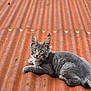 cat, gray_cat, animal, pet, feline, roof, corrugated_metal, rusty, outdoor, nature, greenery, relaxed, lying_down, yellow_eyes, whiskers, fur, garden, daylight, curious, close_up