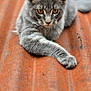 Baguerra participe au concours pour gagner de l'argent avec cette photo : cat, gray_cat, animal, pet, fur, whiskers, ears, yellow_eyes, paw, corrugated_metal, rust, outdoor, relaxed, lying_down, close_up, focused, texture, stretching, wildlife, mammal