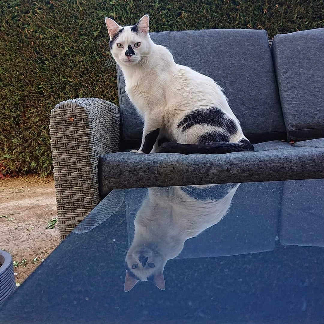 Oups a rejoint le concours — aidez-le/la à gagner de superbes lots ! animal, architecture, building, cat, chair, couch, cushion, fence, furniture, hedge, homedecor, indoors, kitten, livingroom, manx, pet, plant, room, siamese, table