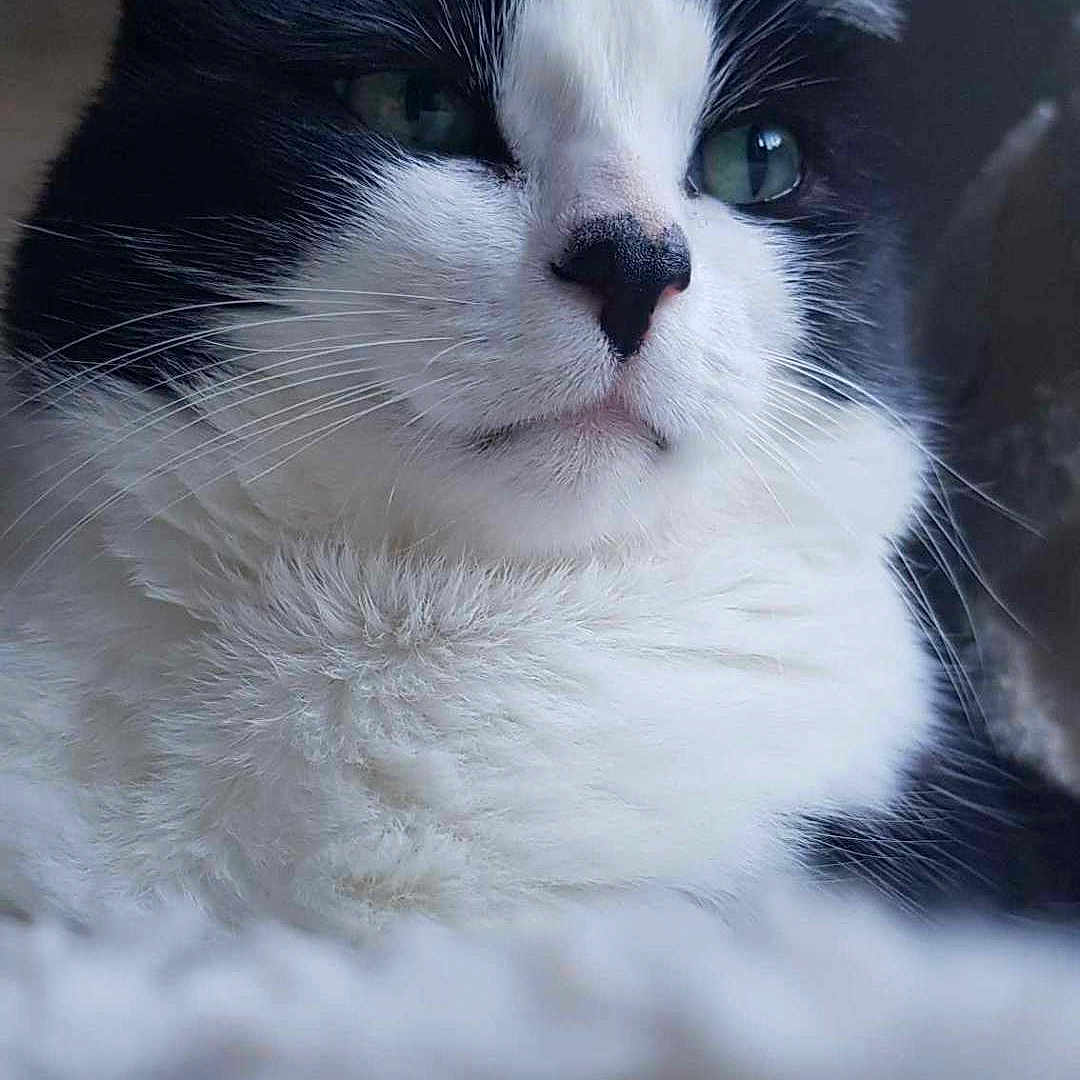 Lol participe au concours pour gagner de l'argent avec cette photo : abyssinian, angora, animal, blackcat, cat, kitten, manx, person, pet, siamese, sleeping, snout, white