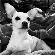 Sammy is registered to the contest to win money with this photo: dog, chihuahua, small_dog, pet, blanket, indoor, cozy, black_and_white, portrait, ears, eyes, nose, fur, sitting, living_room, couch, whiskers, attentive, adorable, closeup