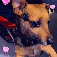 Rusty a rejoint le concours — aidez-le/la à gagner de superbes lots ! dog, pet, animal, ears, brown_fur, black_fur, collar, indoor, close_up, looking_away, cute, adorable, heart_overlay, pink_hearts, love, affection, canine, portrait, furry, domestic_animal
