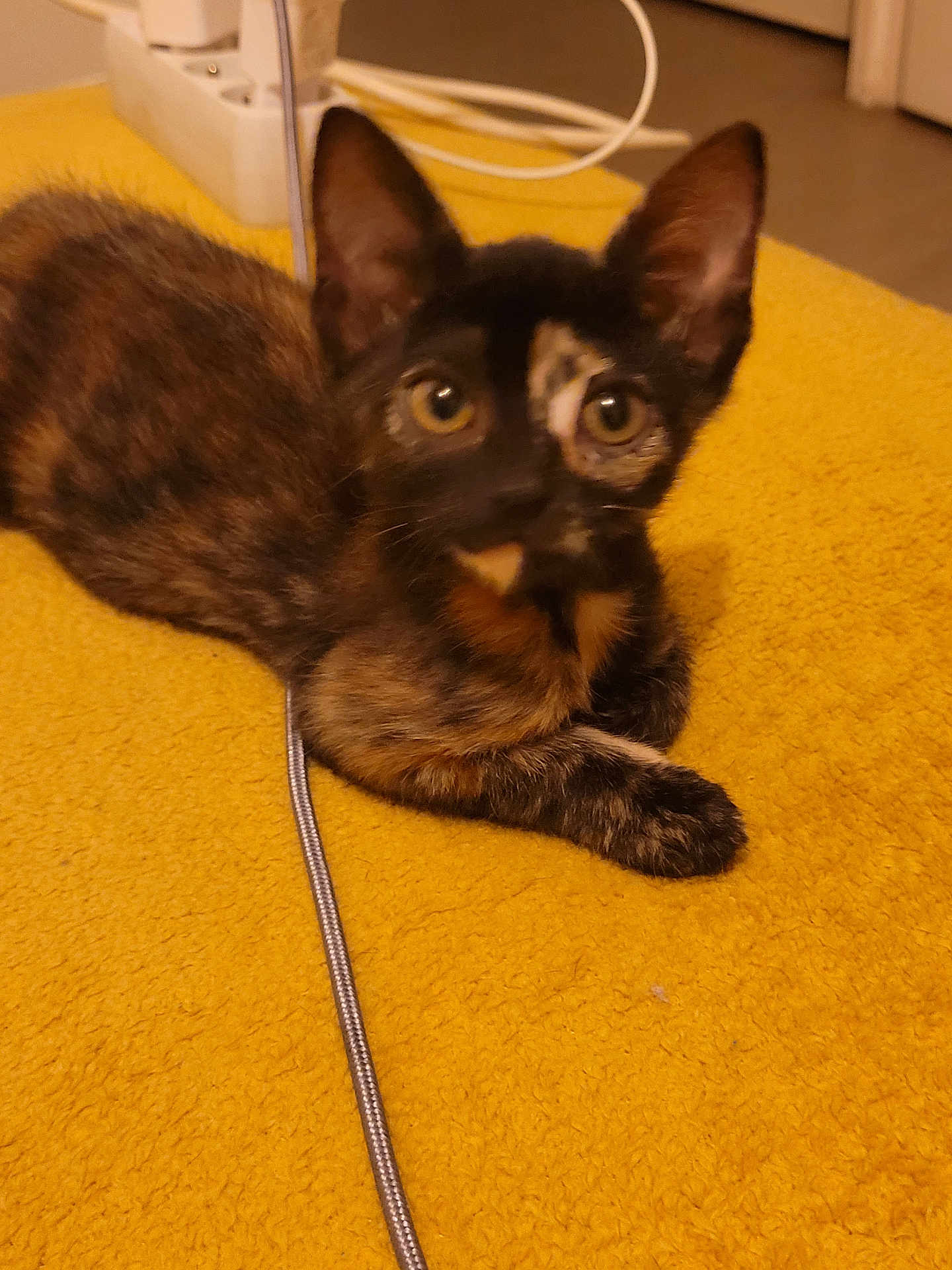 Erza participe au concours pour gagner de l'argent avec cette photo : kitten, cat, tortoiseshell, animal, pet, fur, yellow_blanket, indoor, curious, ears, whiskers, paws, resting, cozy, closeup, young, small, cute, domestic, feline