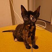 Erza participe au concours pour gagner de l'argent avec cette photo : kitten, cat, tortoiseshell, pet, animal, feline, cute, indoor, yellow, fur, whiskers, ears, eyes, tail, sitting, home, curious, young, domestic, small