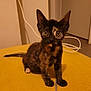 kitten, cat, tortoiseshell, pet, animal, feline, cute, indoor, yellow, fur, whiskers, ears, eyes, tail, sitting, home, curious, young, domestic, small