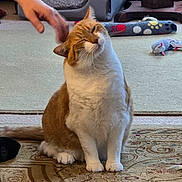 Jake joined the competition — help win amazing prizes! animal, carpet, cat, cat_house, cozy, curtains, domestic, feline, floor, furniture, hand, indoor, mammal, orange_cat, patterned_rug, pet, relaxed, scratching, toys, white_cat