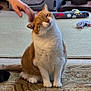 animal, carpet, cat, cat_house, cozy, curtains, domestic, feline, floor, furniture, hand, indoor, mammal, orange_cat, patterned_rug, pet, relaxed, scratching, toys, white_cat