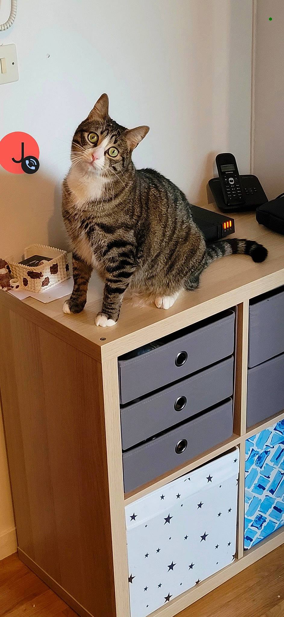 Ezio a rejoint le concours — aidez-le/la à gagner de superbes lots ! cabinetry, carnivore, cat, chest, chest_of_drawers, cupboard, domestic_short_haired_cat, drawer, dresser, felidae, grey, hardwood, room, shelf, shelving, small_to_medium_sized_cats, tail, whiskers, wood, wood_stain