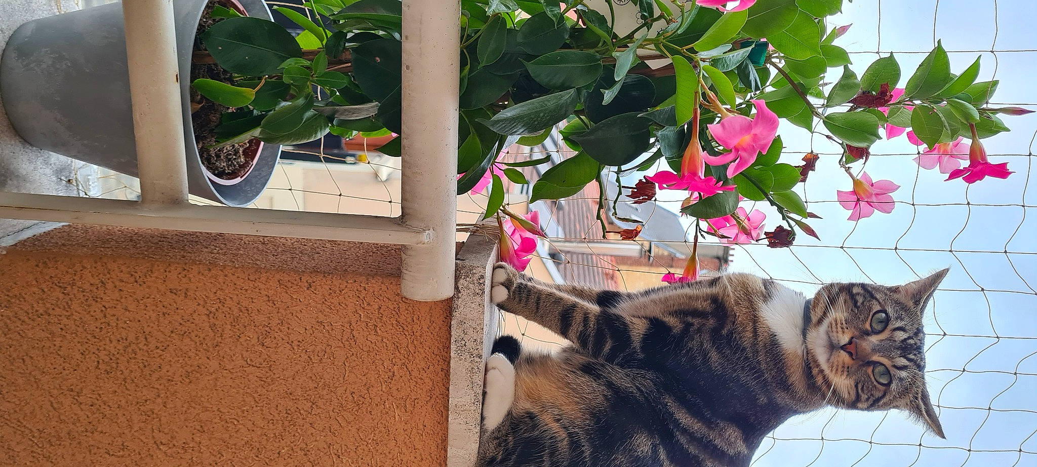 Ryoko participe au concours pour gagner de l'argent avec cette photo : carnivore, cat, domestic_short_haired_cat, felidae, flower, flowering_plant, flowerpot, fur, house, houseplant, leaf, petal, plant, small_to_medium_sized_cats, tail, tire, tree, wheel, whiskers, window