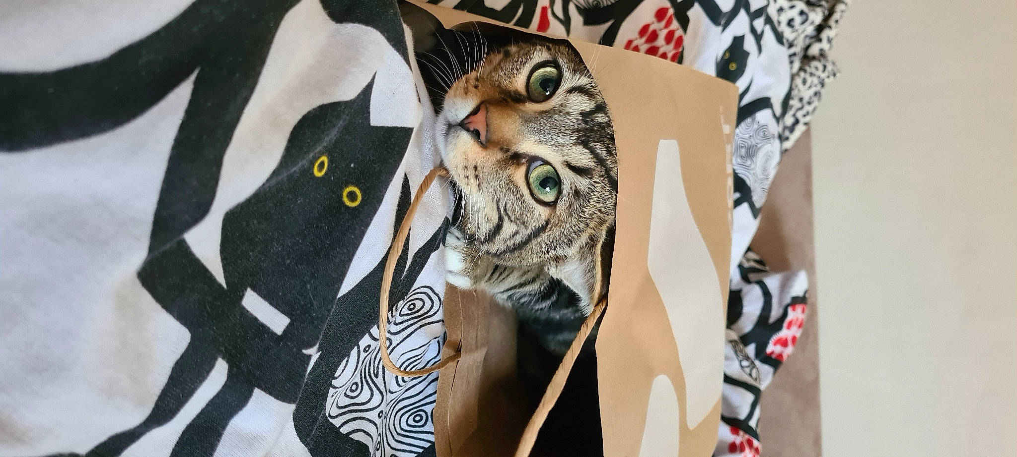 Ryoko participe au concours pour gagner de l'argent avec cette photo : big_cats, carnivore, cat, collar, event, eyelash, eyewear, felidae, font, fur, jersey, outerwear, pattern, sleeve, small_to_medium_sized_cats, sportswear, street_fashion, t_shirt, textile, whiskers