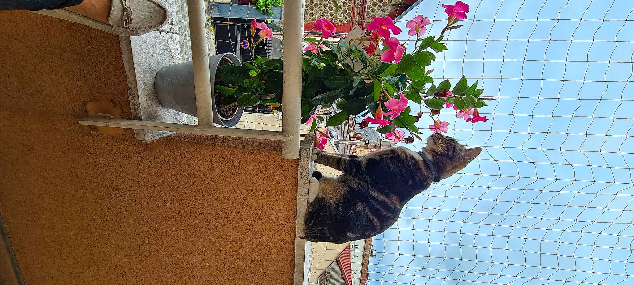 Ryoko a rejoint le concours — aidez-le/la à gagner de superbes lots ! annual_plant, canidae, carnivore, cat, dog, dog_breed, felidae, flower, flowerpot, fur, herbaceous_plant, houseplant, petal, plant, small_to_medium_sized_cats, sporting_group, tail, tree, window, wood