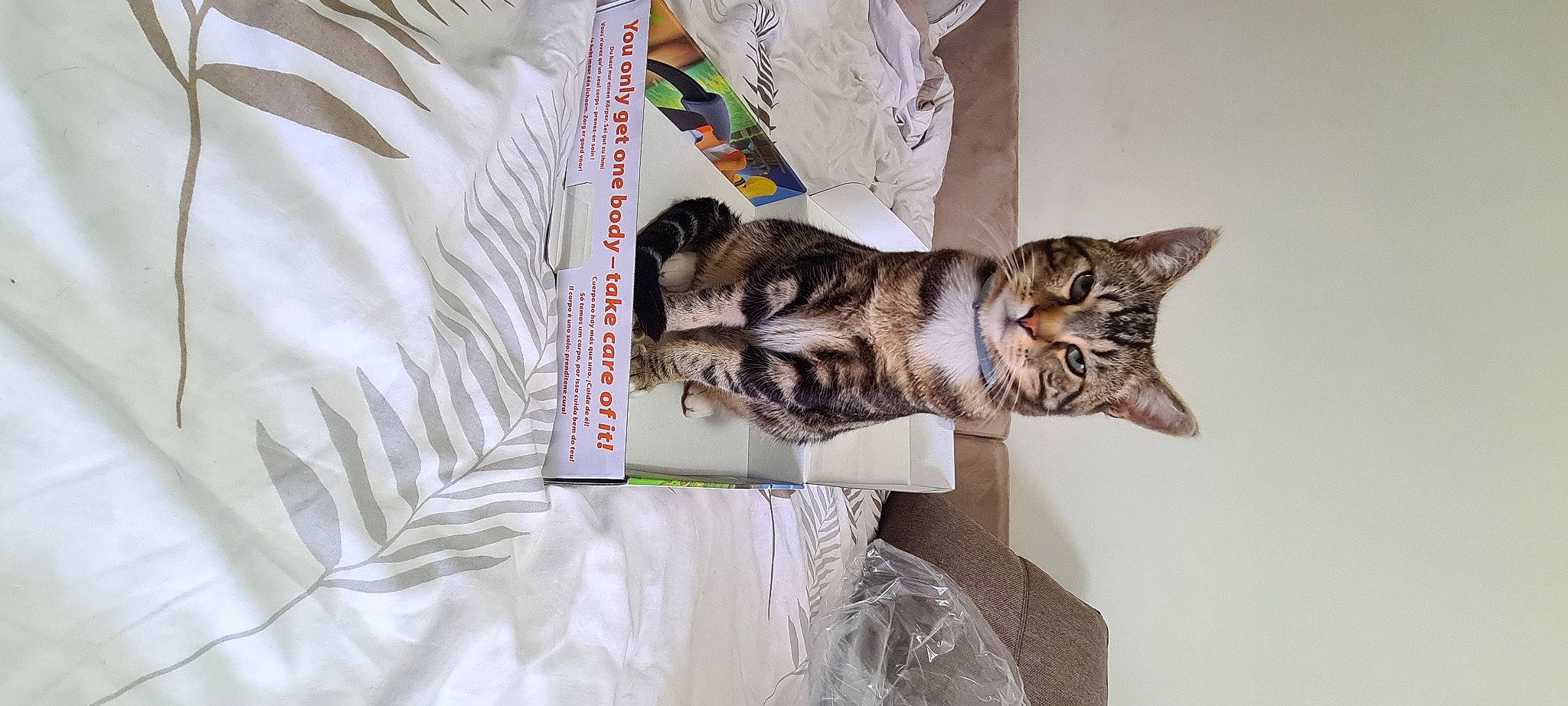 Ryoko participe au concours pour gagner de l'argent avec cette photo : carnivore, cat, claw, domestic_short_haired_cat, felidae, font, fur, linens, paper, paper_product, pattern, paw, room, small_to_medium_sized_cats, tail, terrestrial_animal, whiskers