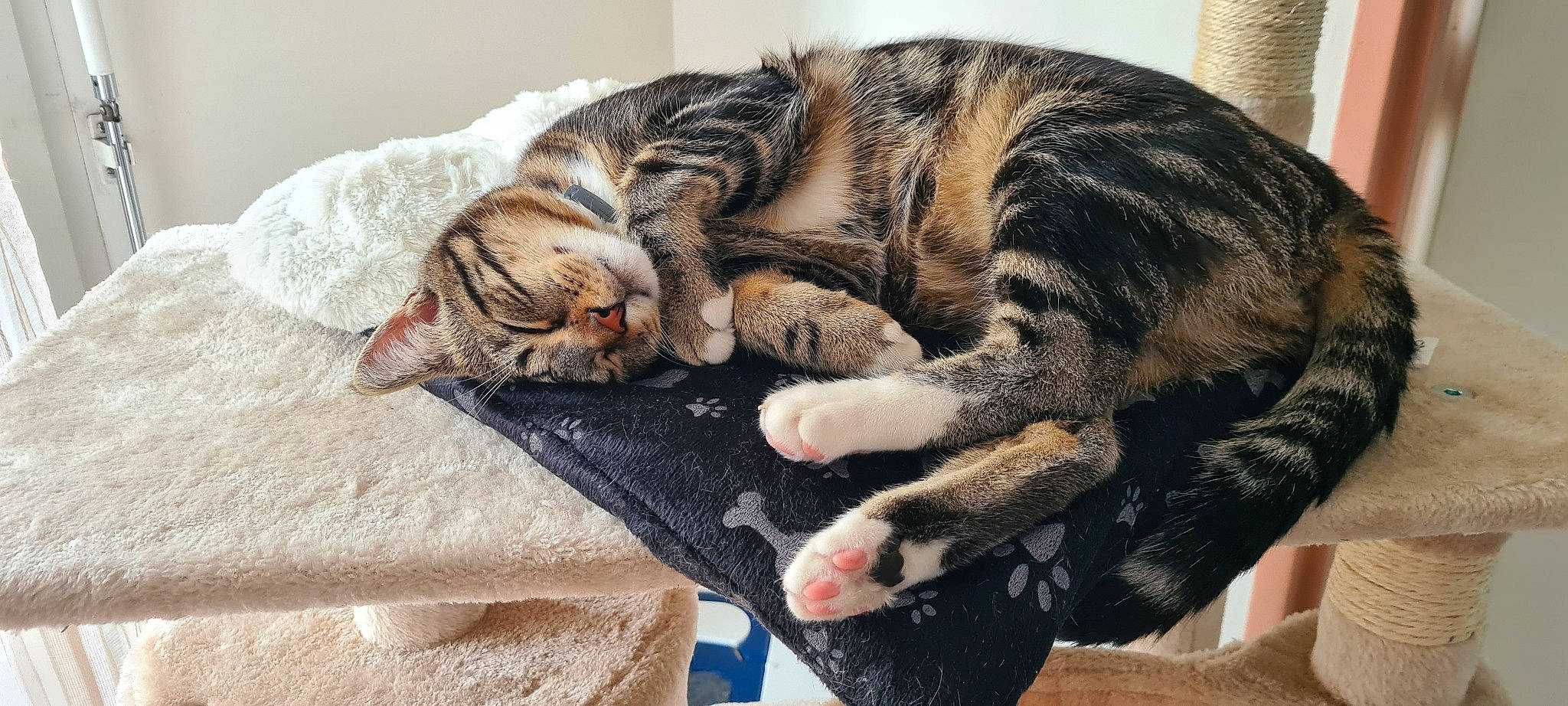 Ryoko a rejoint le concours — aidez-le/la à gagner de superbes lots ! bed, carnivore, cat, cat_bed, claw, comfort, domestic_short_haired_cat, eye, fawn, felidae, fur, nap, paw, sleep, small_to_medium_sized_cats, snout, tail, terrestrial_animal, whiskers