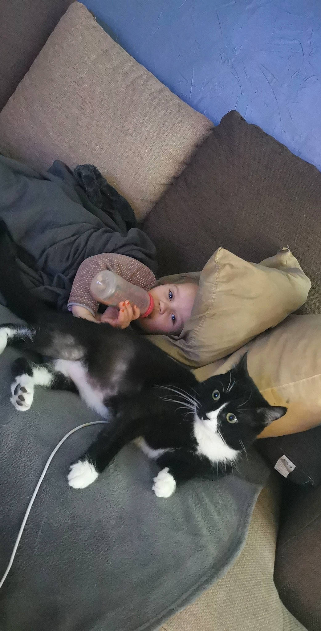 Vegas participe au concours pour gagner de l'argent avec cette photo : carnivore, cat, comfort, companion_dog, couch, domestic_short_haired_cat, eye, felidae, formal_wear, fur, human_leg, lap, linens, mammal, sitting, small_to_medium_sized_cats, tail, tree, vertebrate, whiskers