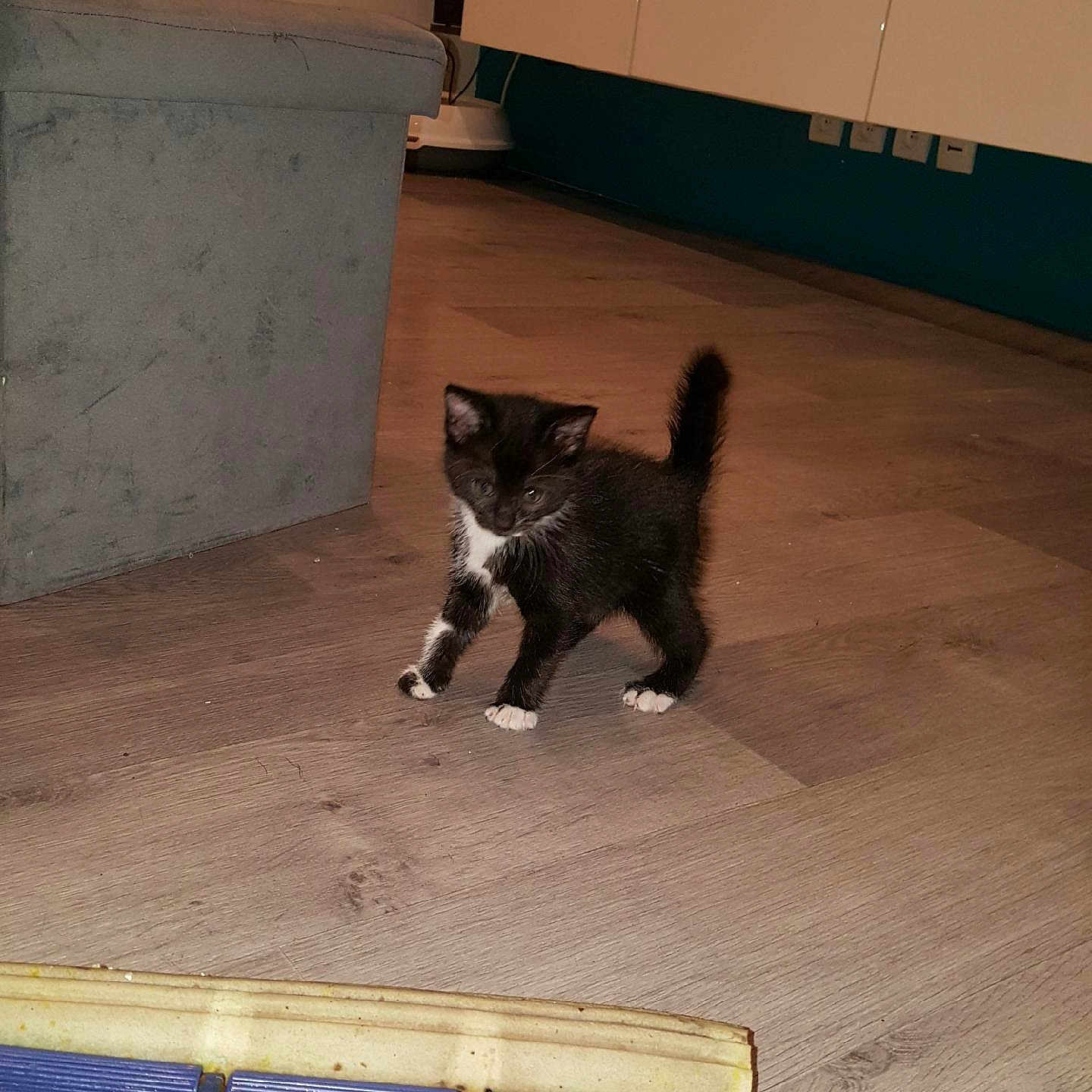 Mr Moustache