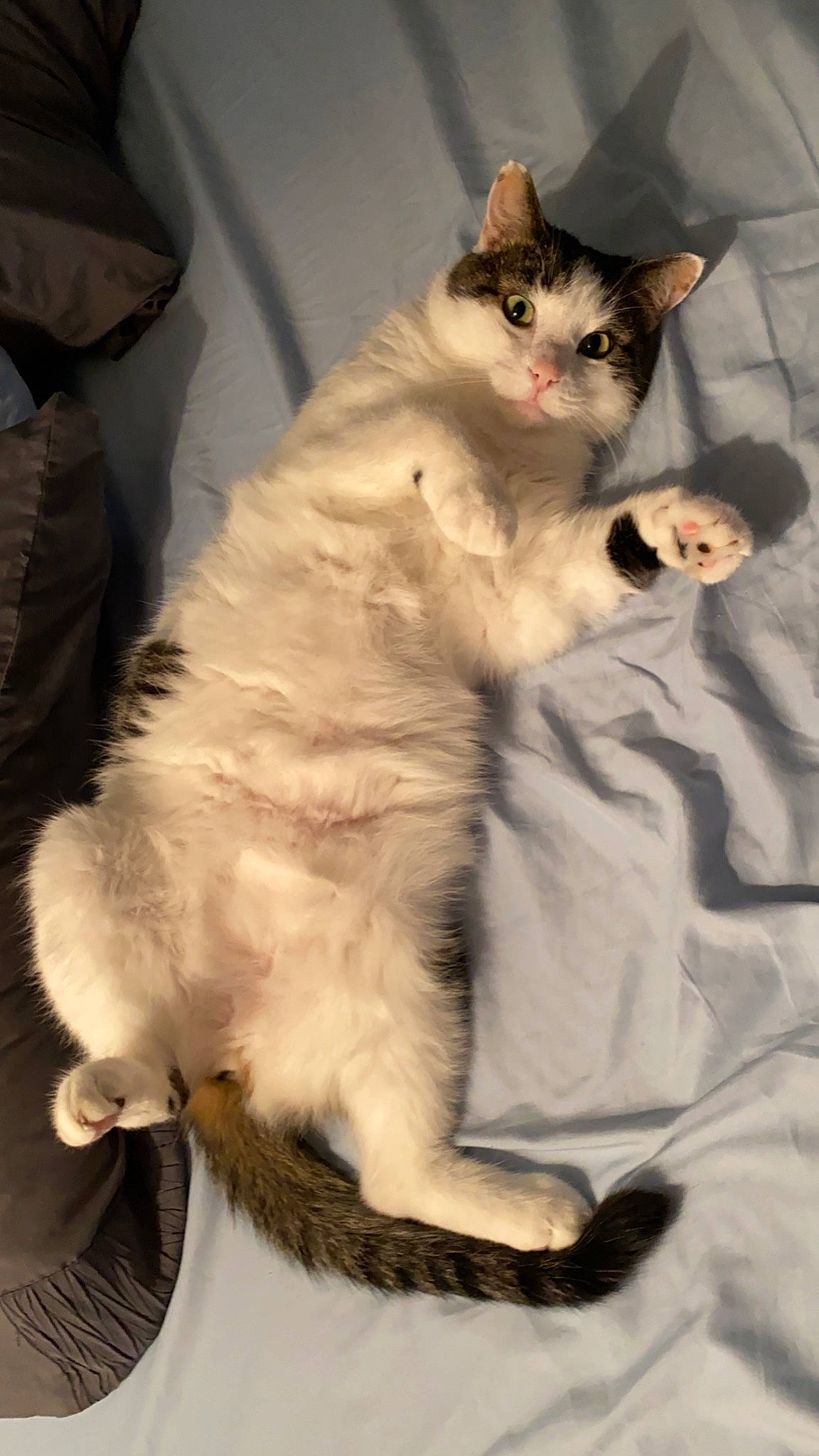 Berry joined the competition — help win amazing prizes! carnivore, cat, claw, comfort, fawn, felidae, foot, fur, paw, sitting, small_to_medium_sized_cats, snout, tail, terrestrial_animal, whiskers