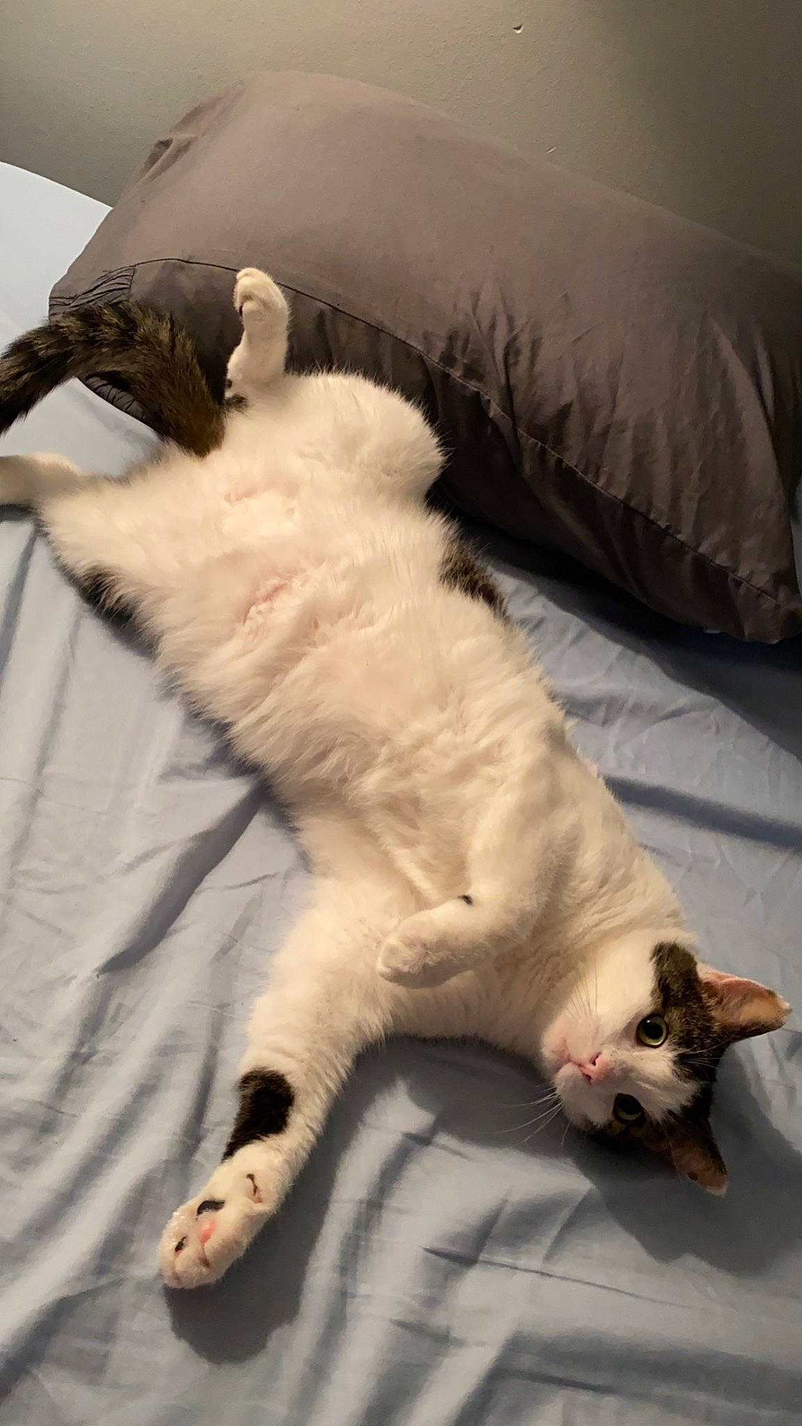 Berry is registered to the contest to win money with this photo: carnivore, cat, claw, comfort, companion_dog, dog_breed, domestic_short_haired_cat, eye, fang, fawn, felidae, foot, fur, linens, nap, paw, small_to_medium_sized_cats, tail, terrestrial_animal, whiskers