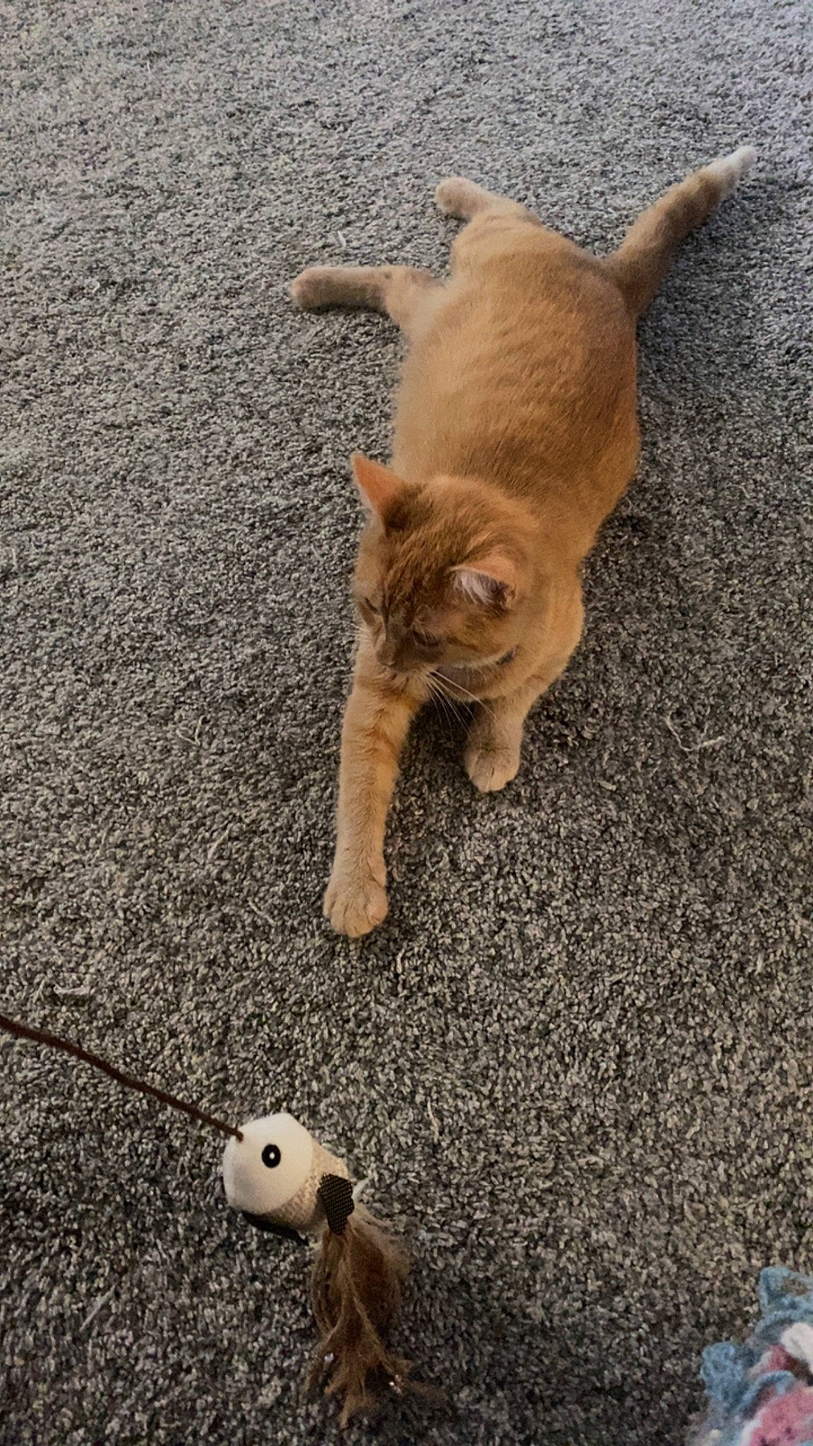 Honey is registered to the contest to win money with this photo: asphalt, carnivore, cat, companion_dog, dog_breed, fawn, felidae, flooring, fur, grass, paw, road_surface, sand, small_to_medium_sized_cats, snout, sporting_group, tail, toy, whiskers, wood