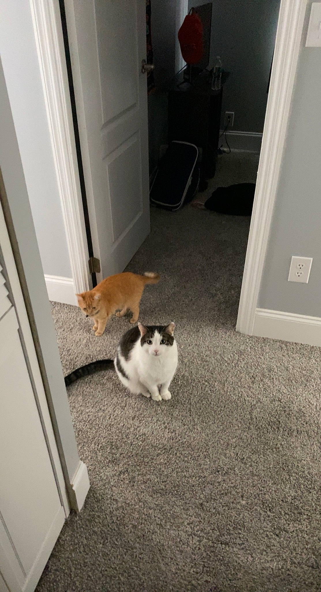 Honey joined the competition — help win amazing prizes! carnivore, cat, companion_dog, domestic_short_haired_cat, door, felidae, floor, flooring, fur, grass, hardwood, home_door, laminate_flooring, room, small_to_medium_sized_cats, tail, whiskers, wood, wood_flooring, wood_stain